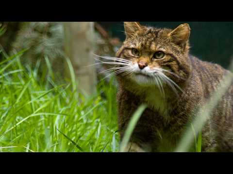 Highland Tiger: Scotlands Wildcat