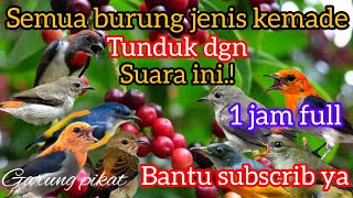 Download Lagu suara pikat kemade terbaik full satu jam MP3