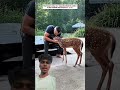 baby deer #sad #sadstory #emostional #rescue #help #respect