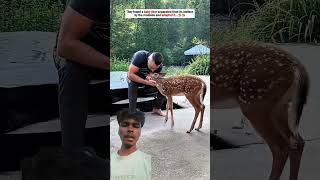 baby deer #sad #sadstory #emostional #rescue #help #respect
