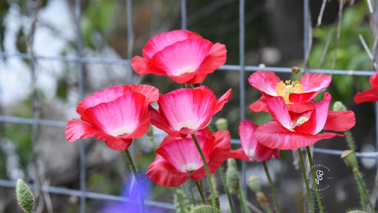 the ONLY way I grow poppies 🌱 perfect germination & you'll never