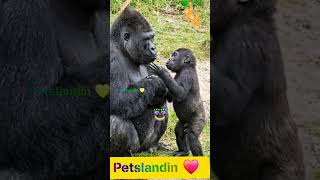 Self Tag #petsland #petshub #shortsfeed #animalvoiceover #love #shorts #motivation #stressbuster