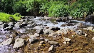 Peacefull Symphony Water River in the Forest, Immerse Yourself in the Fresh Mountain Scenery