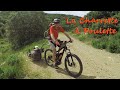 La Charrette à Poulette - Naïs est Diabétique - Setter Anglais - (VTTAE KTM MACINA KAPOHO)