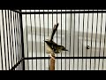 Ciblek Semi Gacor Suara Fariasi Cocok Untuk Masteran Burung Kesayangan Anda Mp3 - Mp4 Download