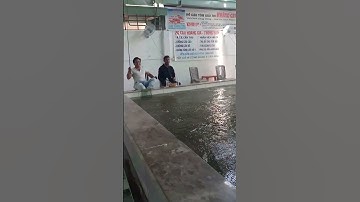 Câu tôm giải trí 😫😴😎#shorts | Dã Ngoại Cùng Lan