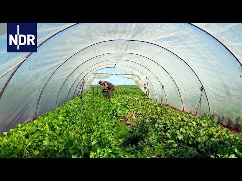 Video: Bratsche: Landwirtschaftliche Und Landschaftliche Nutzung