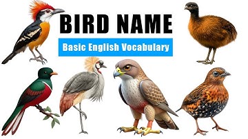 Basic English Vocabulary: Bird Names for Kids  | Learn Birds in English