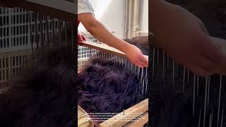 Processing Yak Hair: Preparing Fiber for Textile Production