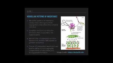 Mendelian Patterns of Inheritance Video 1/5