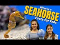 Seahorse Knowledge Quiz