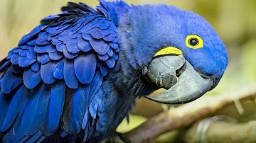 O que a arara azul gosta de fazer?