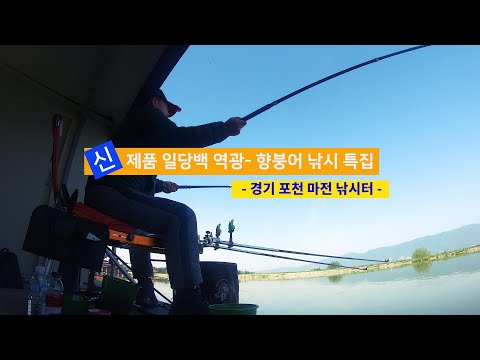 양어장 61 신제품 <strong>일당백</strong> 역광   향붕어 낚시 특집   포천 마전낚시터2023 5 8