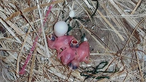 Java Sparrow progress Colony Breeding