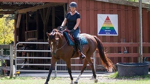 50 Plus Equestrian Introduces the Equicizer