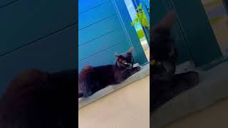Kucing Kepo , Security Guard 👀 #cat #kucing #catvideos #trending
