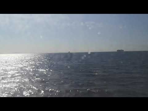 Flying Dolphin from