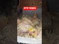 আলহামদুলিল্লাহ কোকাটেলের বাচ্চাগুলো ধীরে ধীরে বড় হচ্ছে মাশা-আল্লাহ #4k #best #new@Rohannag94