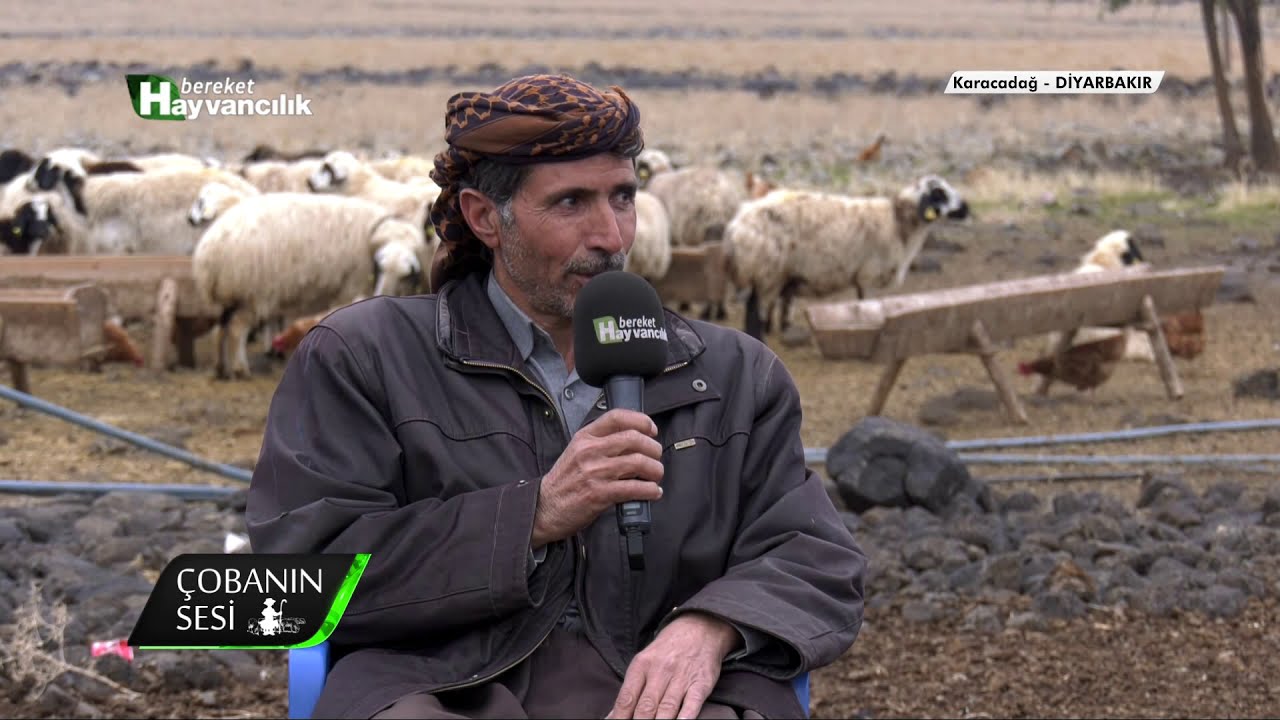 Çobanın Sesi - Zom Irkı Koyun Yetiştiriciliği / Diyarbakır