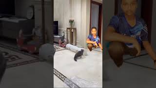 বিড়াল টির কান্ড দেখুন???funyviedoshot youtubeshorts vairal cat_funny_video