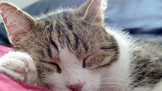 How to Remove Cat Spray - Removing Spray from Hardwood Floors and Baseboards by Taking Care of Cats 1,568 views 6 years ago 3 minutes, 4 seconds