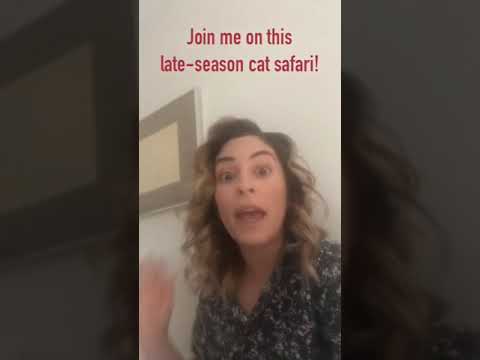 Cat Safari!