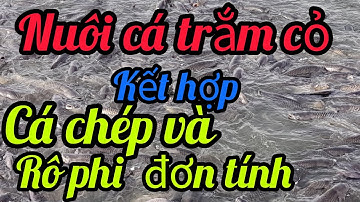 nuôi cá trắm cỏ kết hợp cá chép và cá rô phi đơn tính nhanh lớn hiệu quả cao
