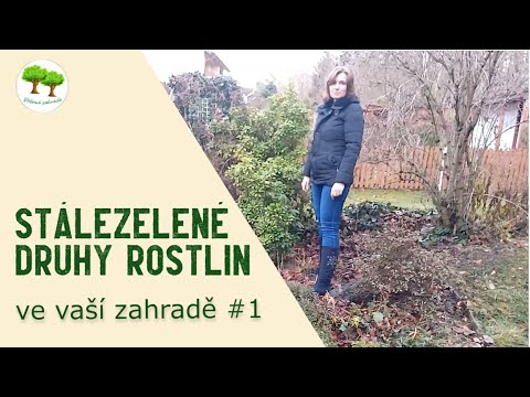 Video: Jsou všechny stálezelené rostliny jedlé?