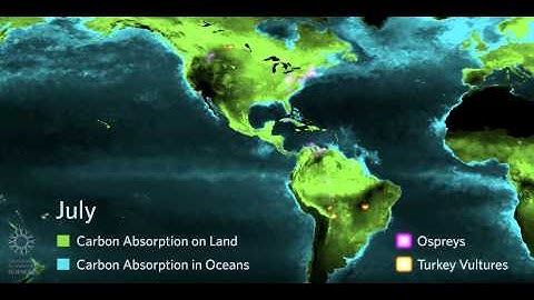Tracking Migrating Raptors