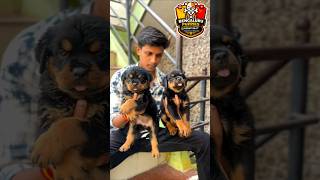 💥 BEAUTIFUL CUTE LIL ROTTWEILER PUPS IN BANGALORE ♥️🔥 #shorts
