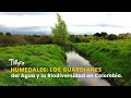 Humedales: Los Guardianes del Agua y la Biodiversidad en Colombia - TvAgro por Juan Gonzalo Angel