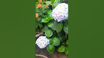 Hoa Tú cầu khoe  sắc mùng 4 Tết  năm 2025 #shorts