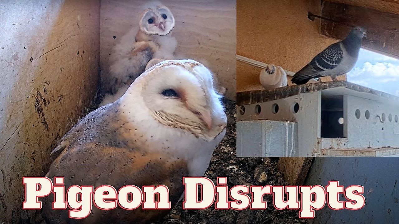 An Unlikely Rivalry Pigeon Disturbs Barn Owls' Nesting Routine! YouTube