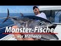 Monsterfische vor mallorca  angeln auf thunfisch und schwertfisch im mittelmeer