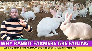 Why Are Farmers Failing in Rabbit Farming?