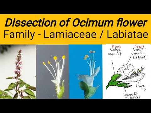 Video: Lamiaceae-familie: beskrywing