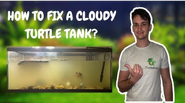 Why do Turtle Tanks Get Cloudy? (How to fix cloudy turtle tank water)