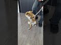 下半身麻痺の犬、病院へ