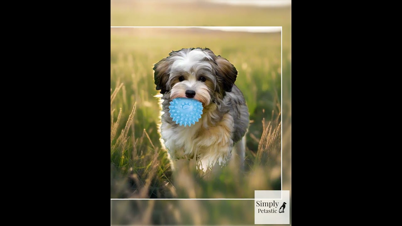 7 Pcs Puppy Chew Toys For Teething Cleaning Small Dogs Play Natural Cottoj Duravl