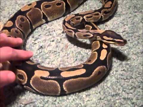 Ball Python Update