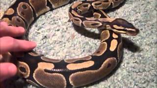 Famous Ball Python Update Net Worth