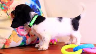Stella - Miniature Dachshund for Sale in Oklahoma City OK