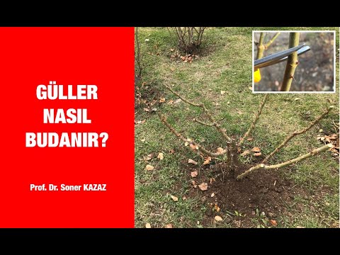 How To Prune Roses How To Prune Roses Summer And Winter Pruning Of Roses Pruning Cane Roses