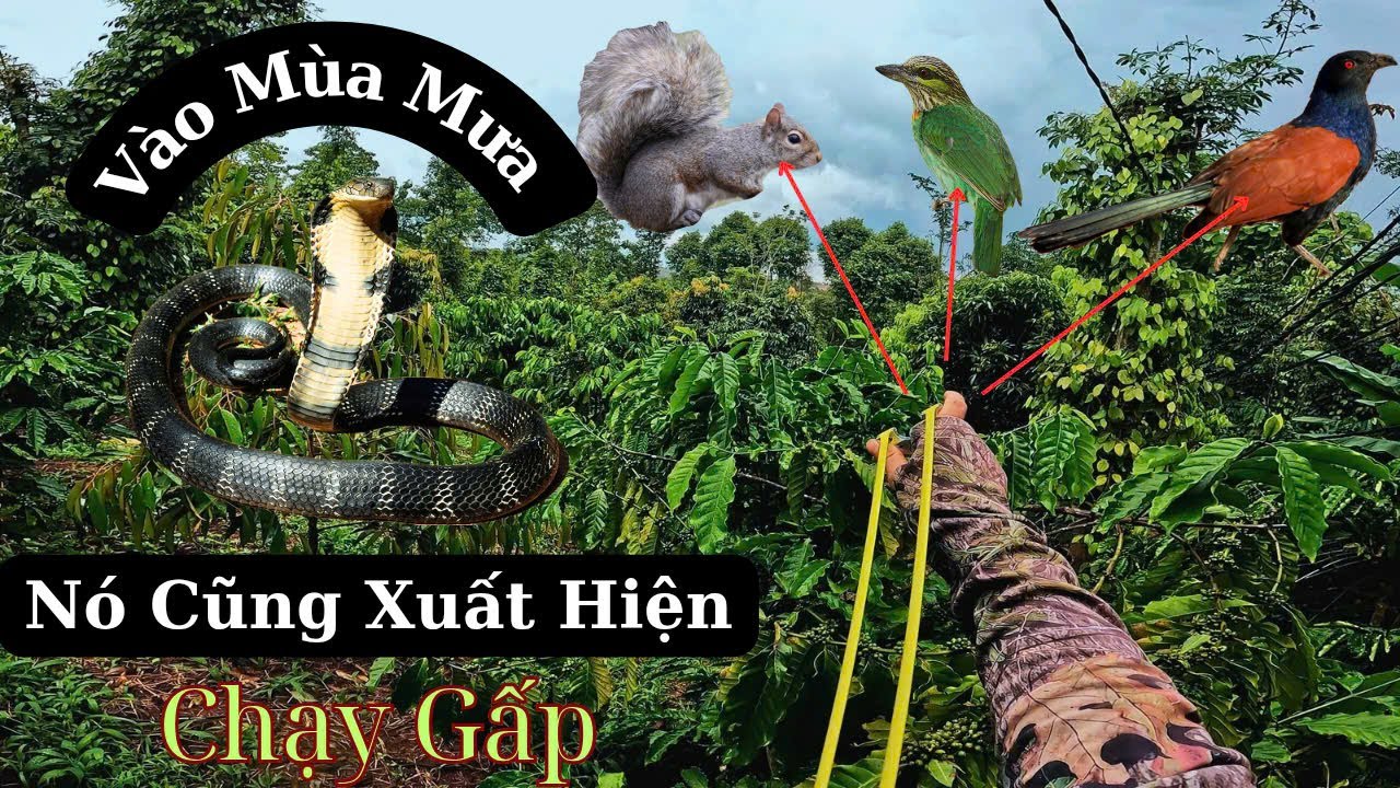 Dùng Ná Cao Su Đi Săn _ Phục Kích Cây Rừng Hạ Những Con Hàng Ăn Trái Khủng || SangSlingShot