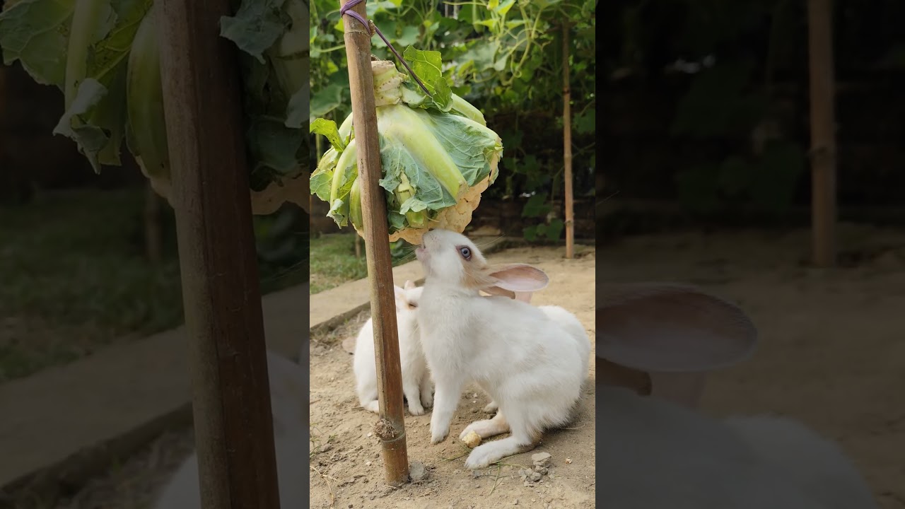 Rabbit vs. Cauliflower – Who Wins This Munching Battle? 