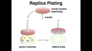 Application of Replica plating System in Diagnosis in Microbiology