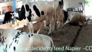 Dairy Farming in India