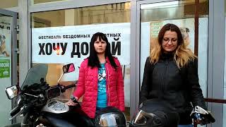 Выставка бродячих собак в СПб Выставка бродячих собак в СПб