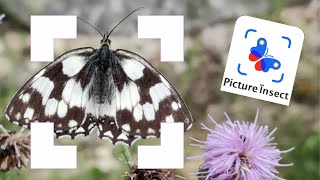 Identifica INSECTOS con una FOTO. Picture insect en profundidad screenshot 1