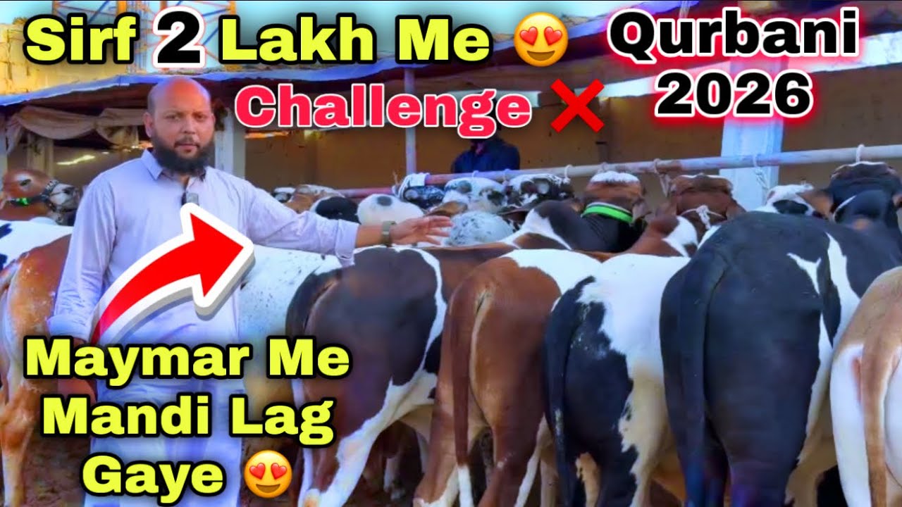 Karachi Ki Sasti Cow Mandi 2026 | Wasif Bhai Qurbani Ka Sasta Janwer  Le Aya 😍 | Cow Mandi 